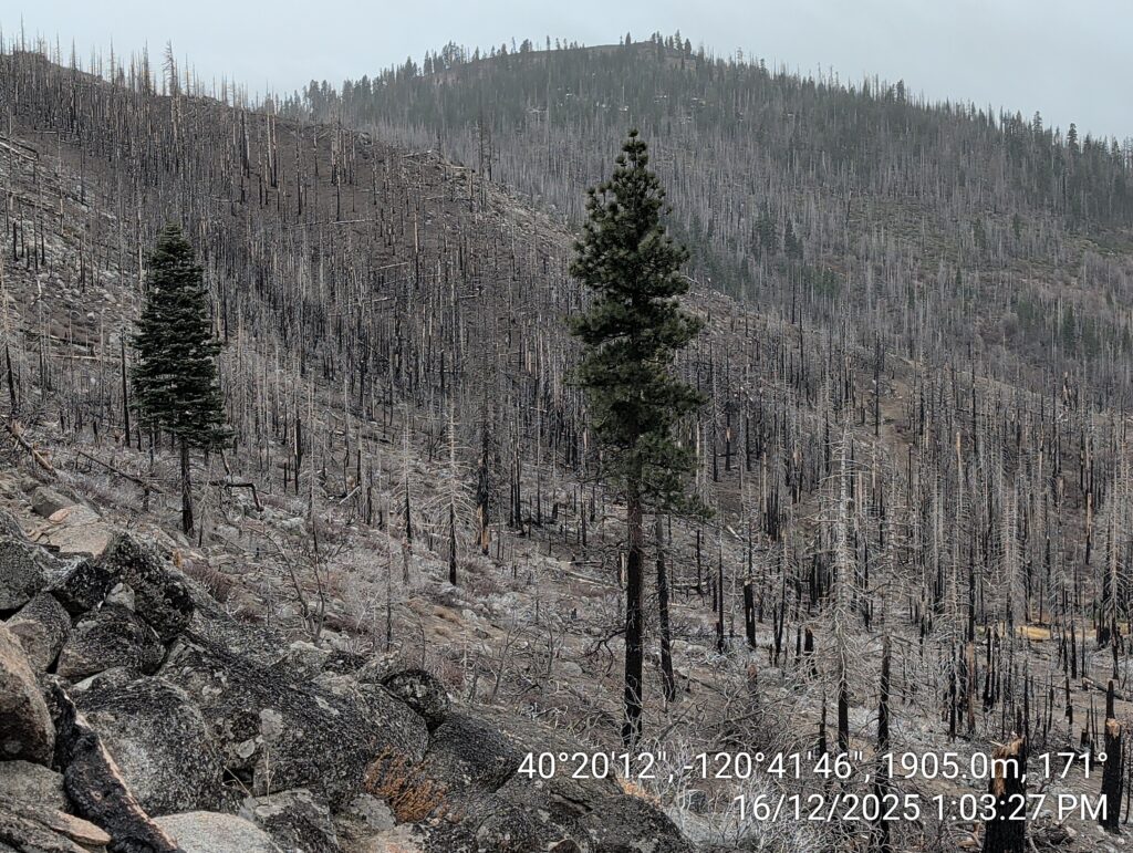 Illegal 70 + Acre Herbicide Application Photos and Evidence for the Lahontan Water Board 143 IMG 20251216 130327 copy