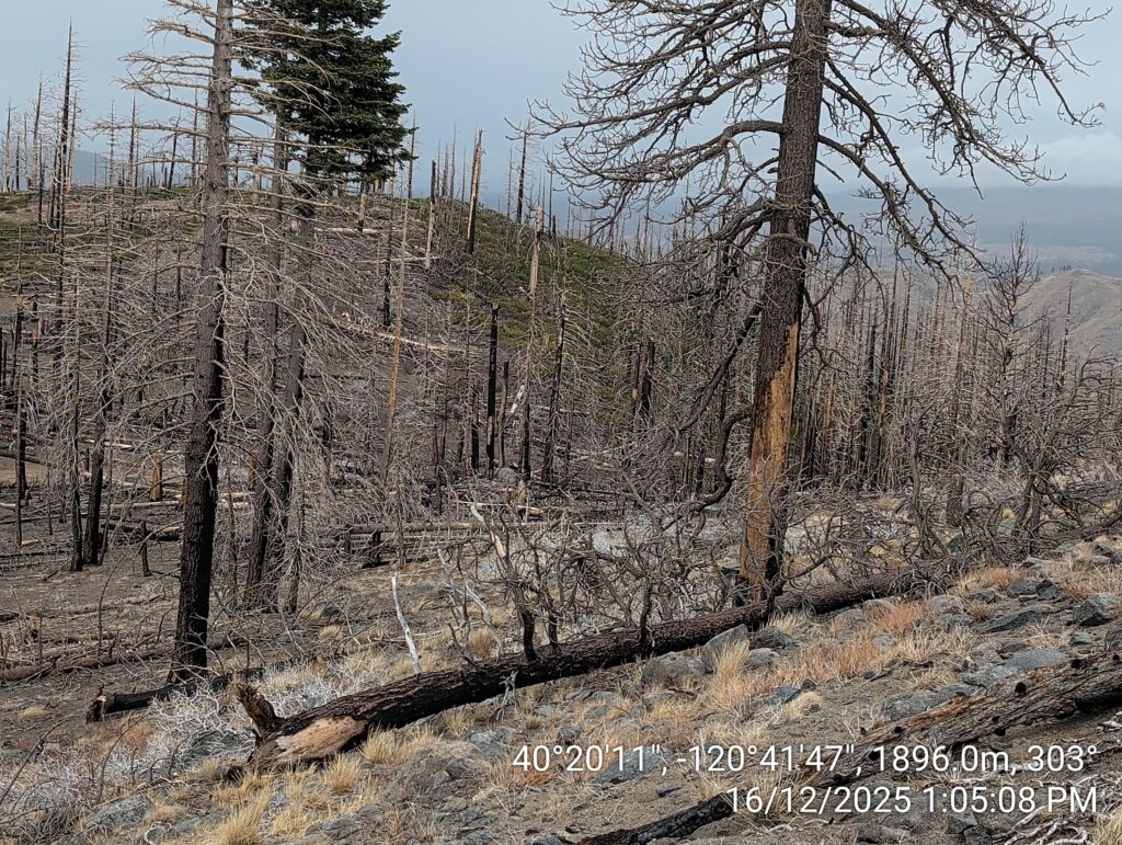 Illegal 70 + Acre Herbicide Application Photos and Evidence for the Lahontan Water Board 147 IMG 20251216 130508