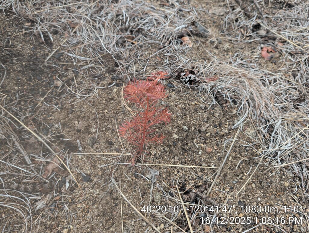 Illegal 70 + Acre Herbicide Application Photos and Evidence for the Lahontan Water Board 152 IMG 20251216 130616