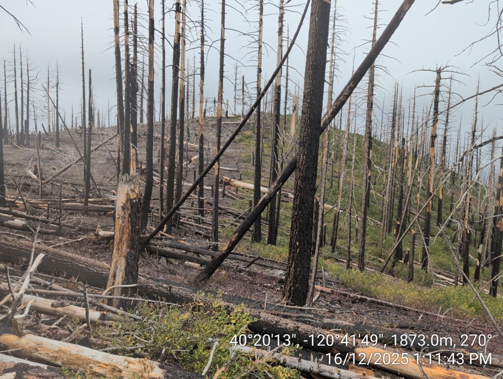 Illegal 70 + Acre Herbicide Application Photos and Evidence for the Lahontan Water Board 162 IMG 20251216 131143 copy
