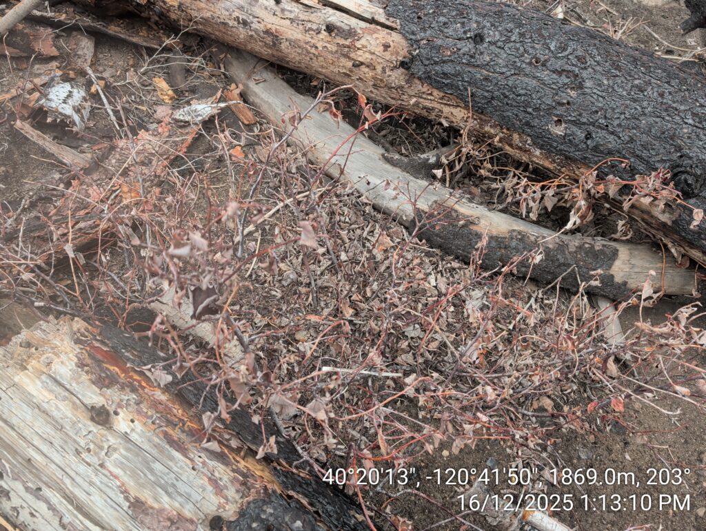 Illegal 70 + Acre Herbicide Application Photos and Evidence for the Lahontan Water Board 167 IMG 20251216 131310