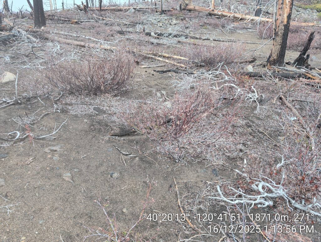 Illegal 70 + Acre Herbicide Application Photos and Evidence for the Lahontan Water Board 171 IMG 20251216 131356