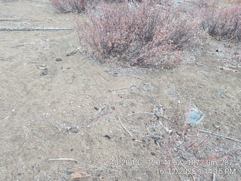 Illegal 70 + Acre Herbicide Application Photos and Evidence for the Lahontan Water Board 172 IMG 20251216 131415