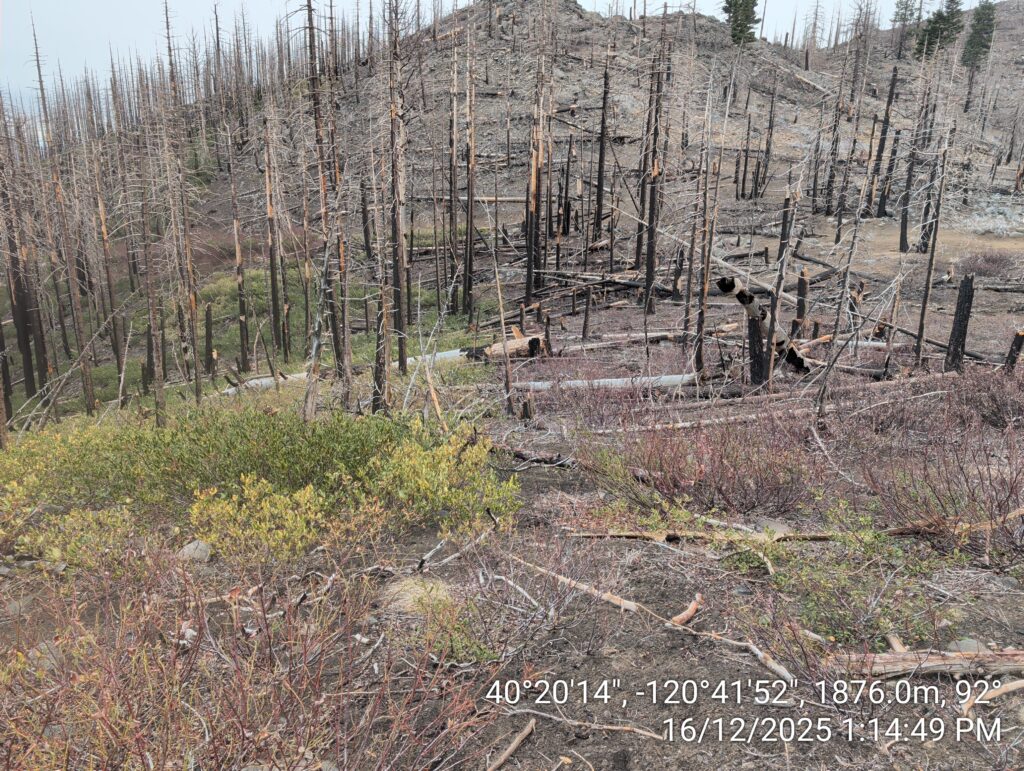 Illegal 70 + Acre Herbicide Application Photos and Evidence for the Lahontan Water Board 174 IMG 20251216 131449
