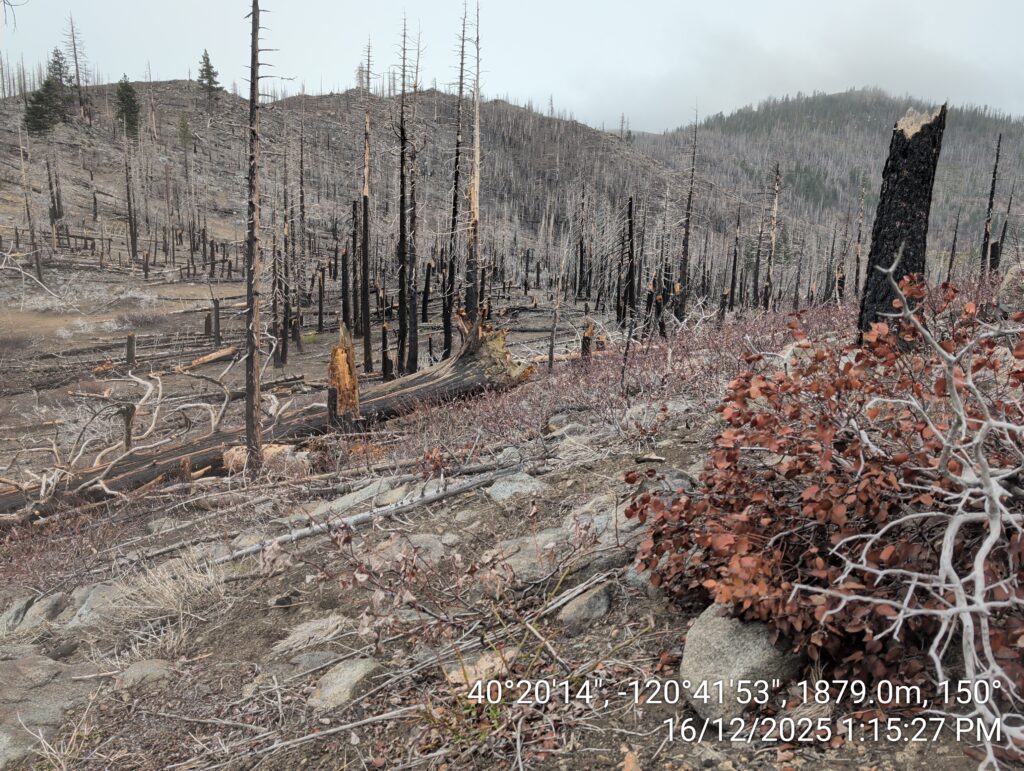 Illegal 70 + Acre Herbicide Application Photos and Evidence for the Lahontan Water Board 177 IMG 20251216 131527