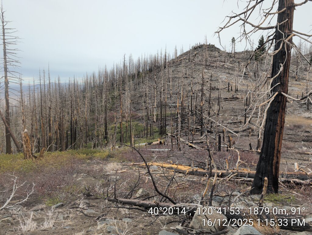 Illegal 70 + Acre Herbicide Application Photos and Evidence for the Lahontan Water Board 179 IMG 20251216 131533