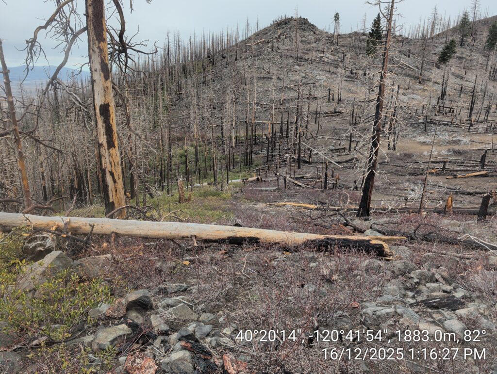 Illegal 70 + Acre Herbicide Application Photos and Evidence for the Lahontan Water Board 182 IMG 20251216 131627 copy
