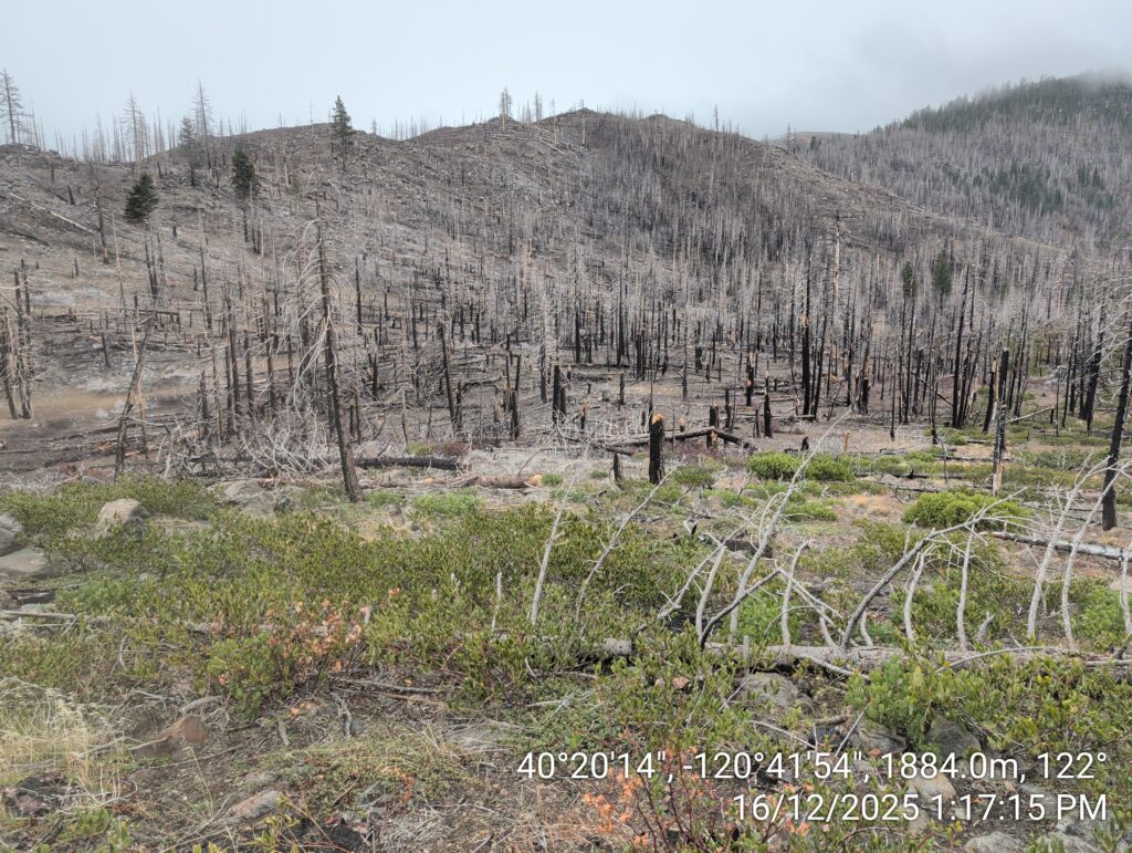 Illegal 70 + Acre Herbicide Application Photos and Evidence for the Lahontan Water Board 183 IMG 20251216 131715