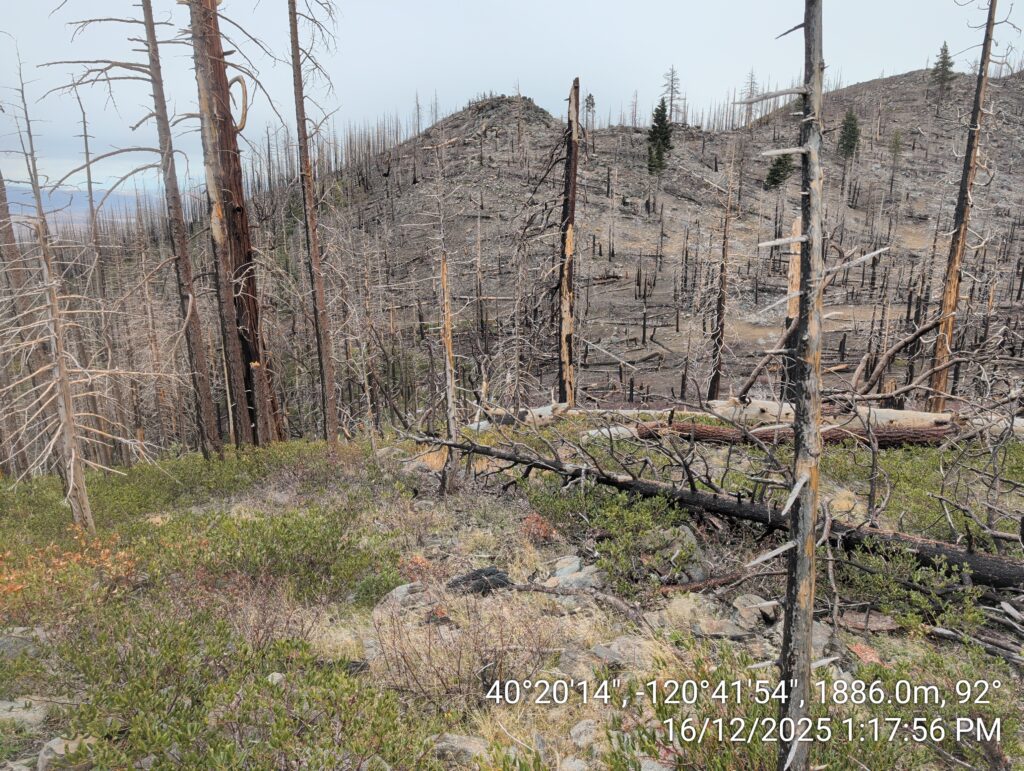 Illegal 70 + Acre Herbicide Application Photos and Evidence for the Lahontan Water Board 185 IMG 20251216 131756
