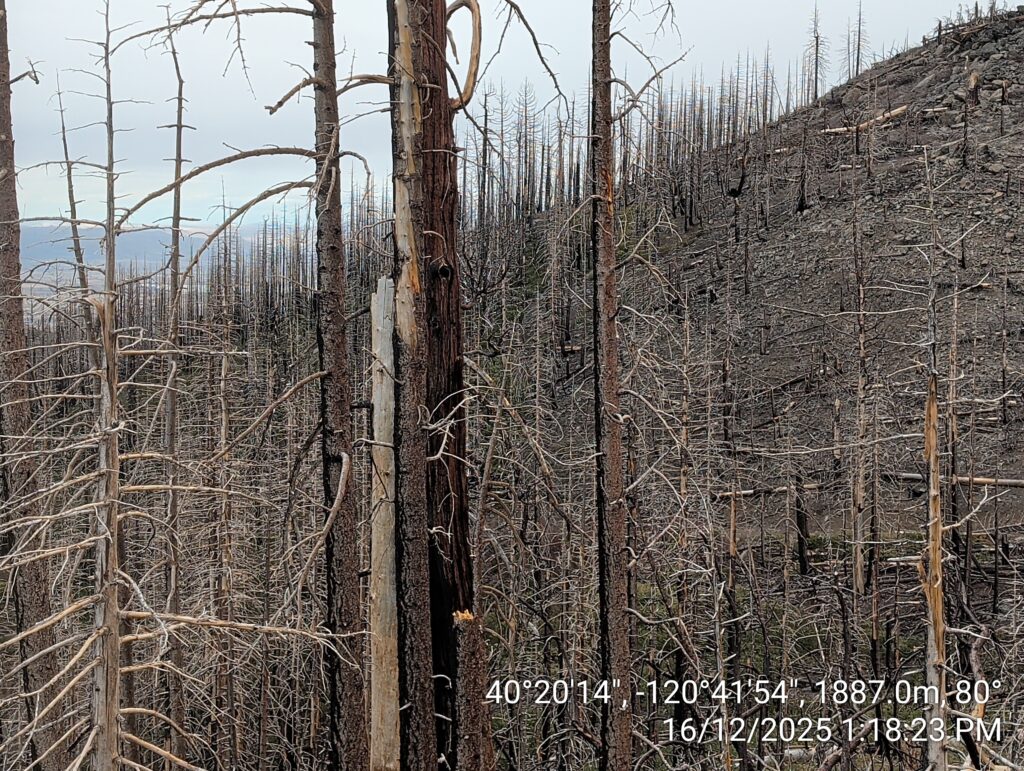 Illegal 70 + Acre Herbicide Application Photos and Evidence for the Lahontan Water Board 187 IMG 20251216 131823