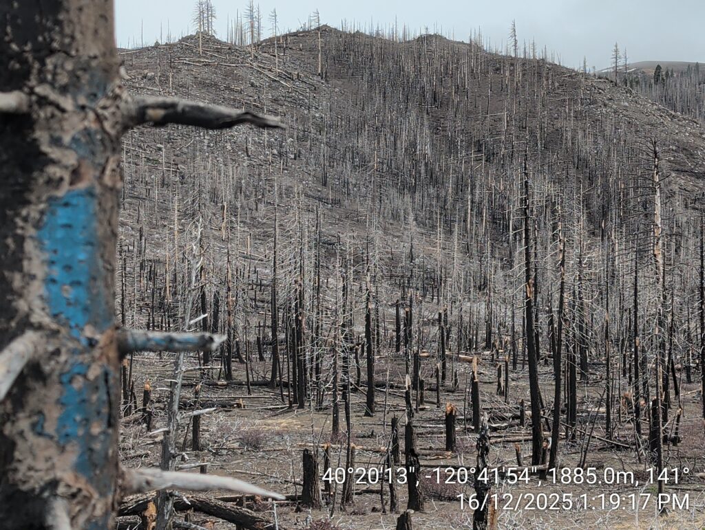 Illegal 70 + Acre Herbicide Application Photos and Evidence for the Lahontan Water Board 188 IMG 20251216 131917