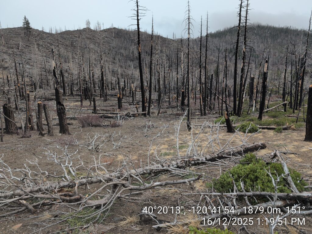 Illegal 70 + Acre Herbicide Application Photos and Evidence for the Lahontan Water Board 189 IMG 20251216 131951