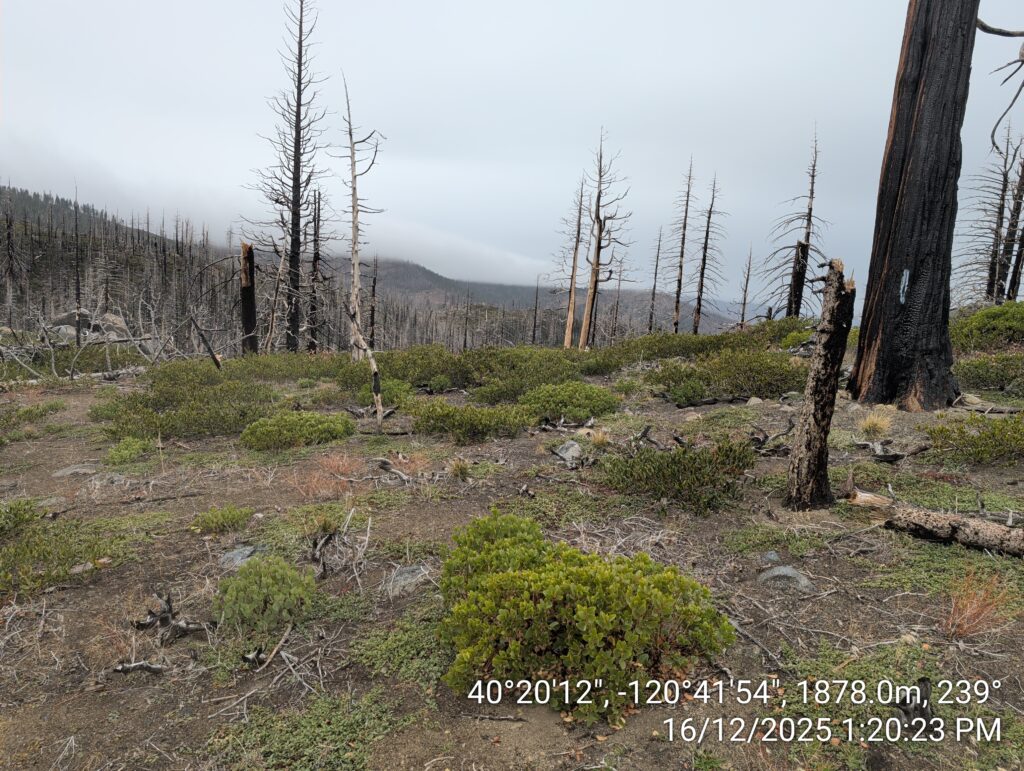 Illegal 70 + Acre Herbicide Application Photos and Evidence for the Lahontan Water Board 190 IMG 20251216 132023