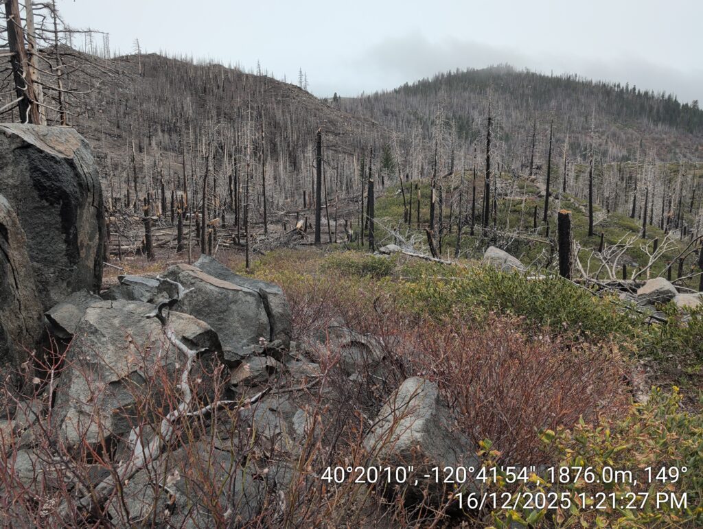 Illegal 70 + Acre Herbicide Application Photos and Evidence for the Lahontan Water Board 193 IMG 20251216 132127