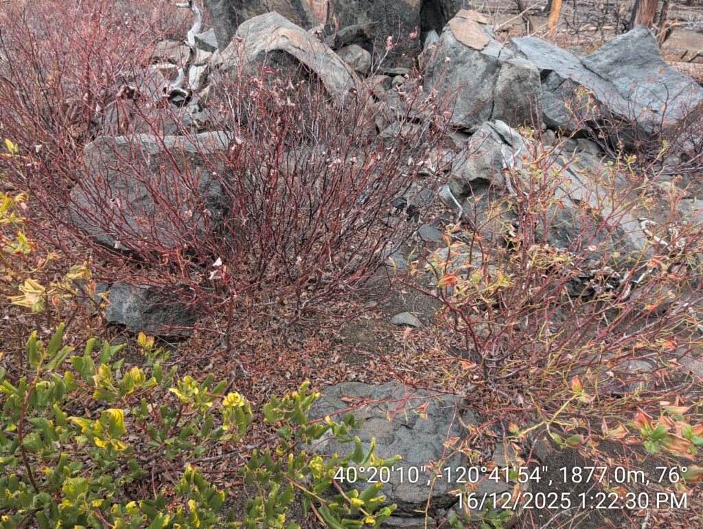 Illegal 70 + Acre Herbicide Application Photos and Evidence for the Lahontan Water Board 195 IMG 20251216 132230