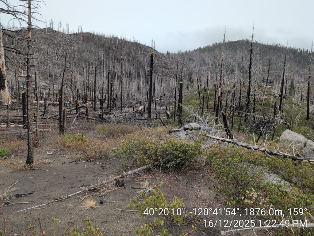 Illegal 70 + Acre Herbicide Application Photos and Evidence for the Lahontan Water Board 197 IMG 20251216 132249