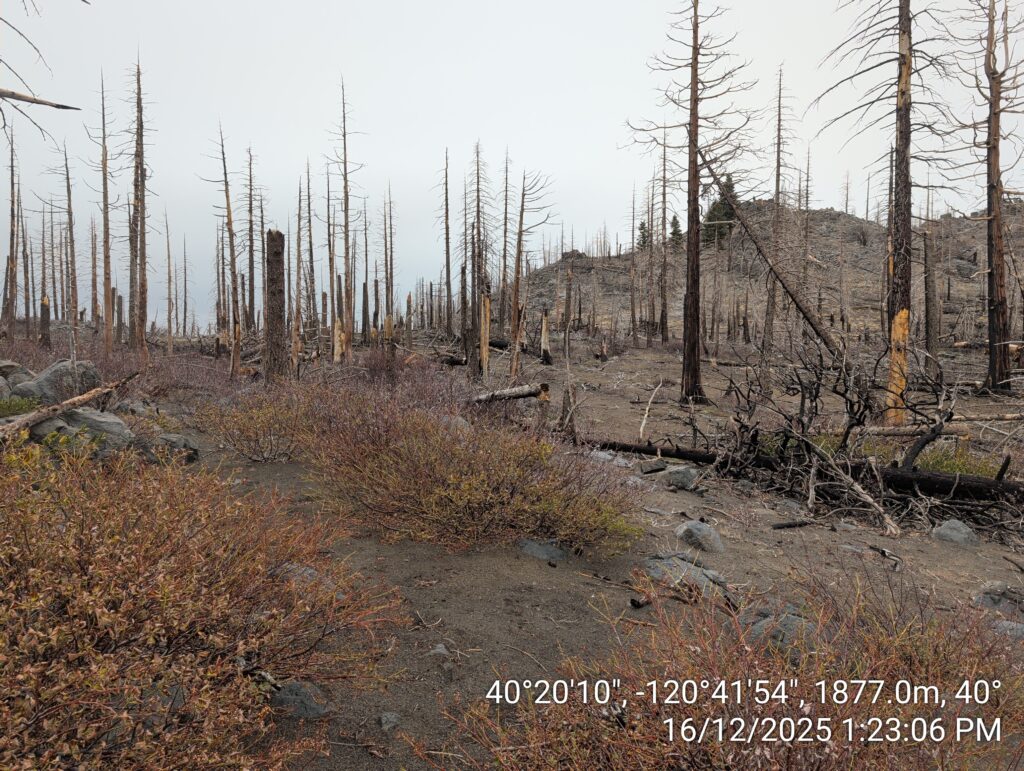 Illegal 70 + Acre Herbicide Application Photos and Evidence for the Lahontan Water Board 198 IMG 20251216 132306