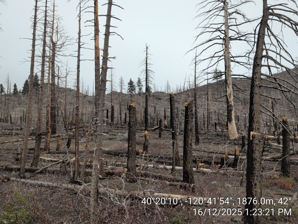 Illegal 70 + Acre Herbicide Application Photos and Evidence for the Lahontan Water Board 199 IMG 20251216 132321