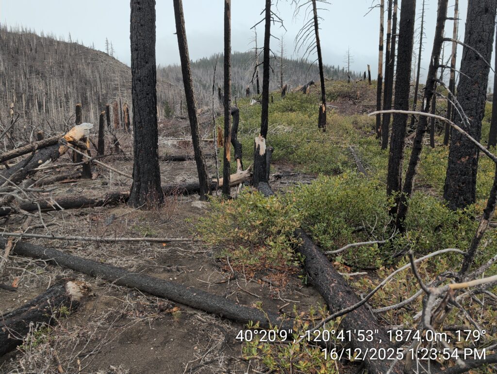 Illegal 70 + Acre Herbicide Application Photos and Evidence for the Lahontan Water Board 202 IMG 20251216 132354 copy