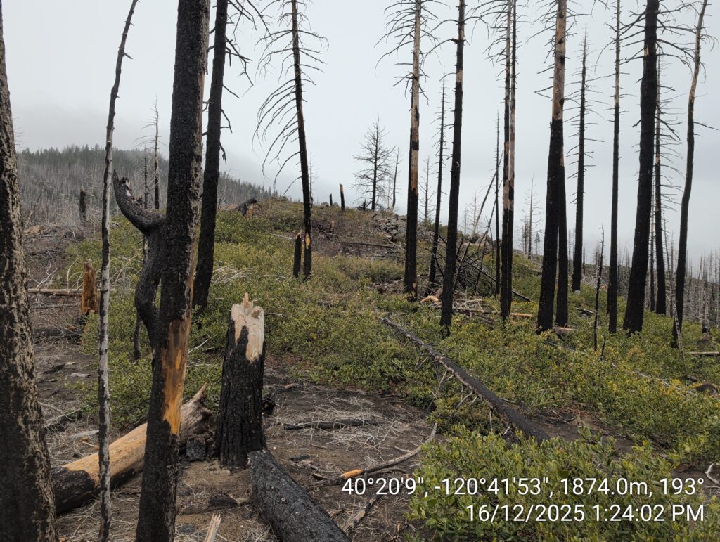 Illegal 70 + Acre Herbicide Application Photos and Evidence for the Lahontan Water Board 203 IMG 20251216 132402