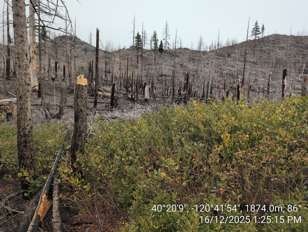 Illegal 70 + Acre Herbicide Application Photos and Evidence for the Lahontan Water Board 204 IMG 20251216 132515