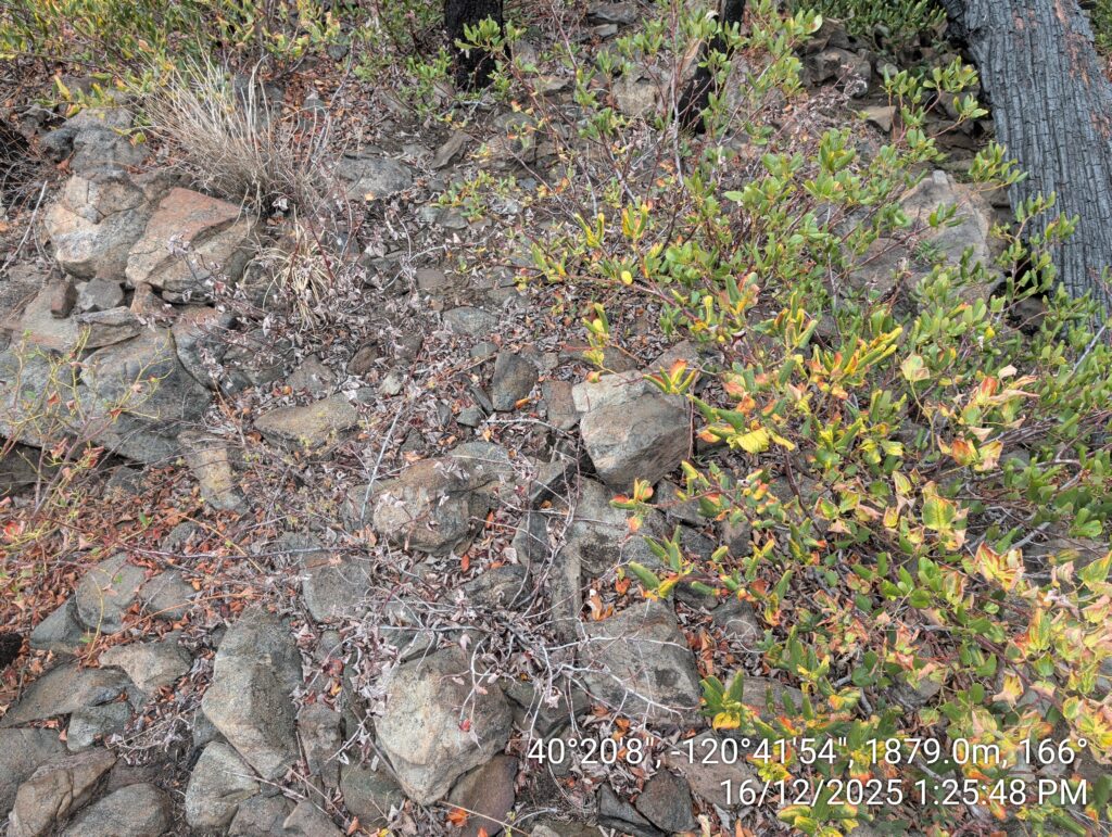 Illegal 70 + Acre Herbicide Application Photos and Evidence for the Lahontan Water Board 205 IMG 20251216 132548
