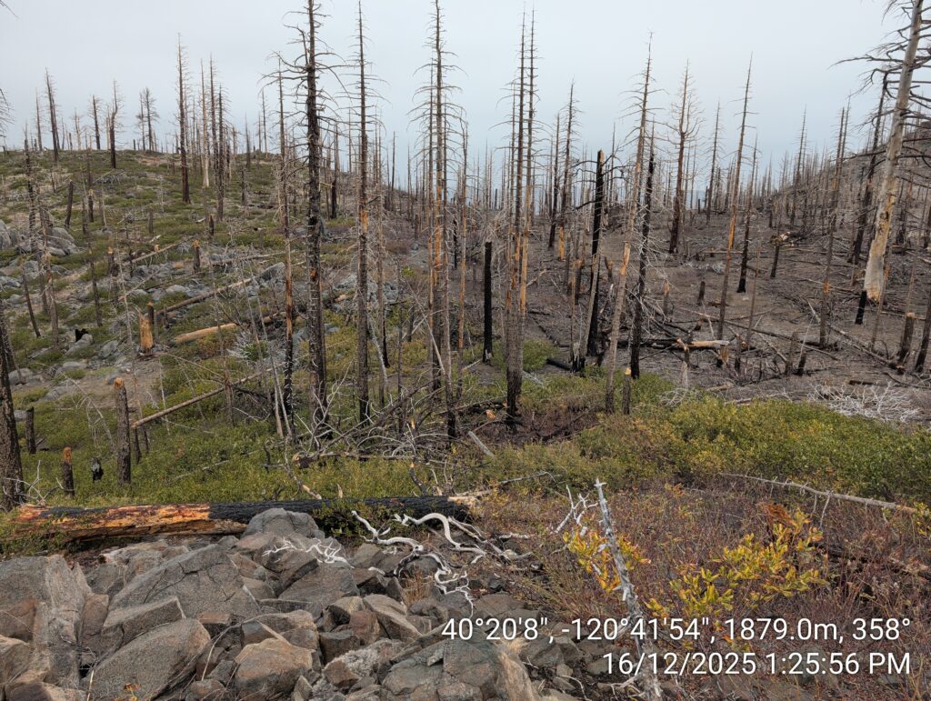 Illegal 70 + Acre Herbicide Application Photos and Evidence for the Lahontan Water Board 206 IMG 20251216 132556