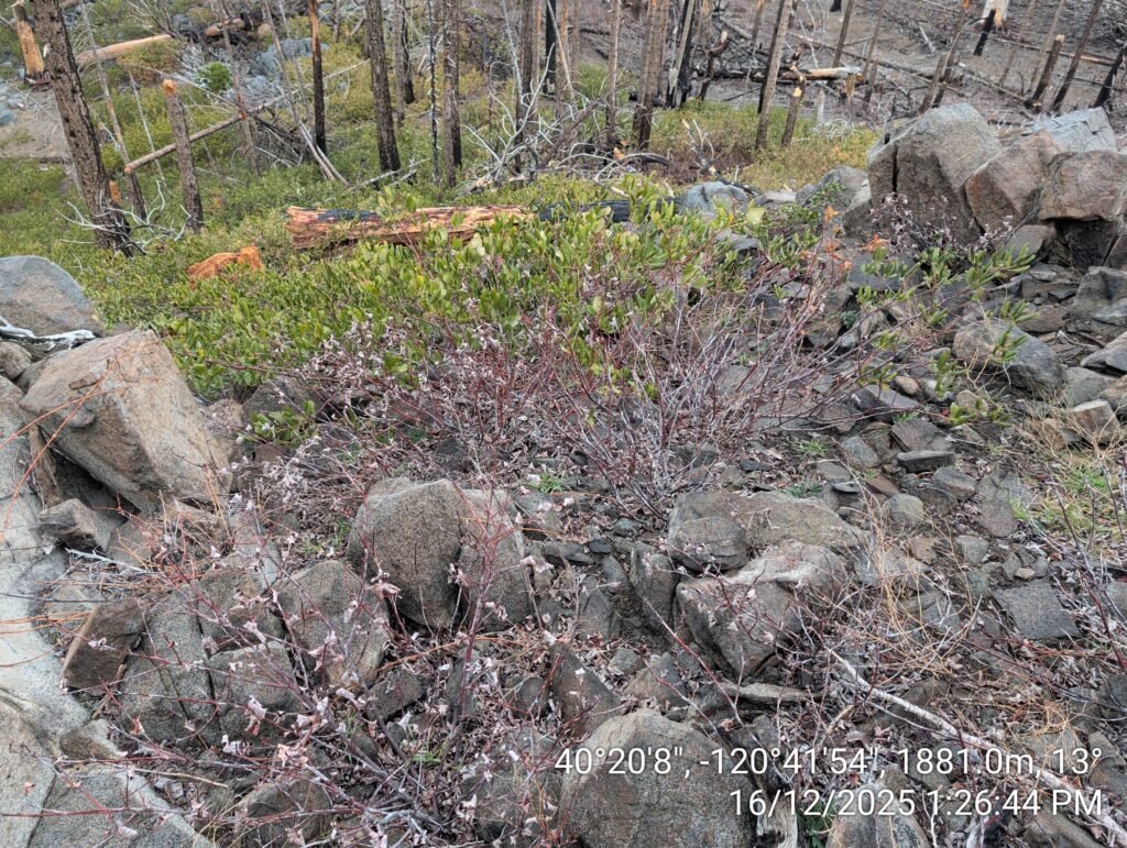 Illegal 70 + Acre Herbicide Application Photos and Evidence for the Lahontan Water Board 208 IMG 20251216 132644