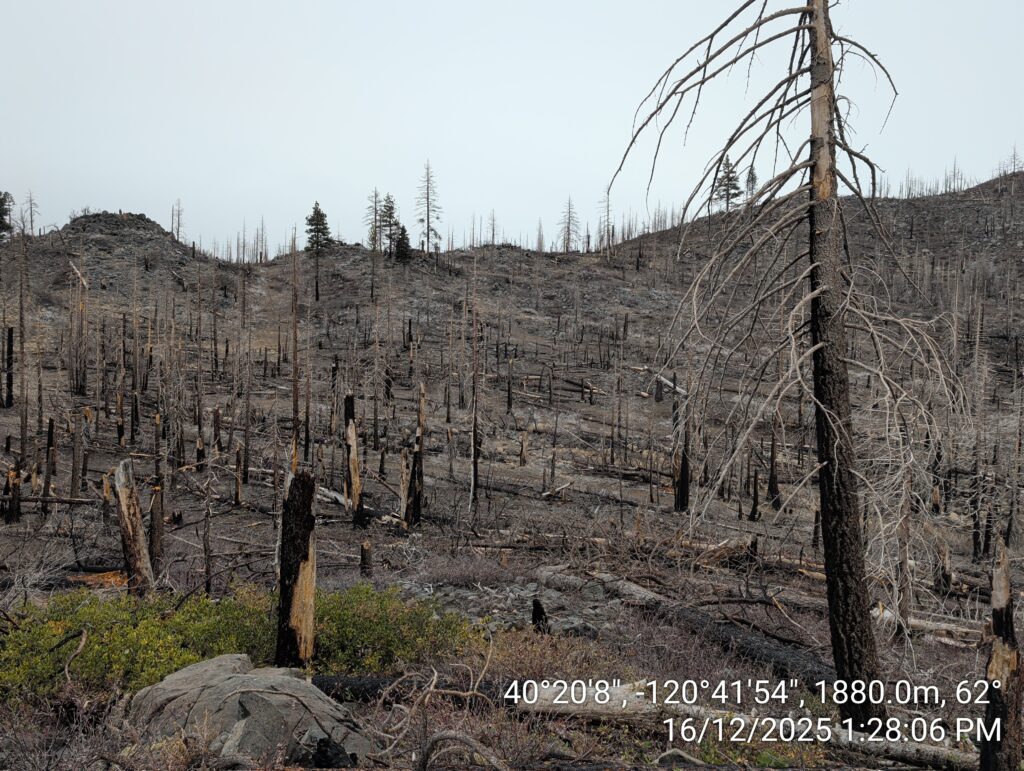 Illegal 70 + Acre Herbicide Application Photos and Evidence for the Lahontan Water Board 209 IMG 20251216 132806