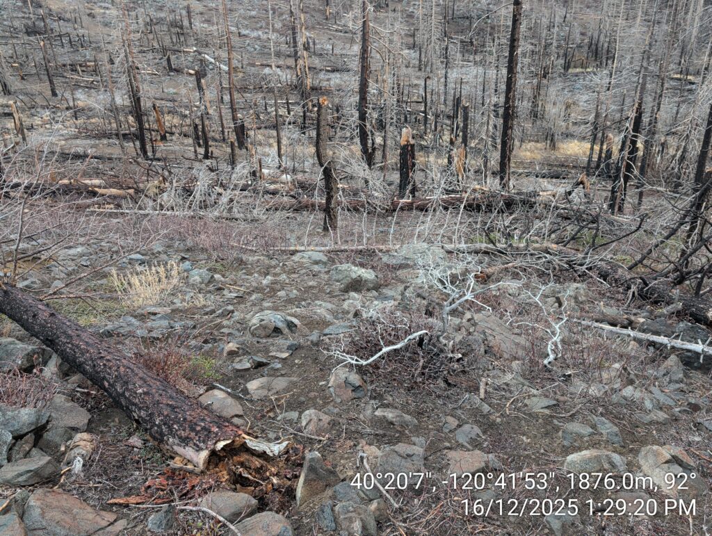 Illegal 70 + Acre Herbicide Application Photos and Evidence for the Lahontan Water Board 211 IMG 20251216 132920