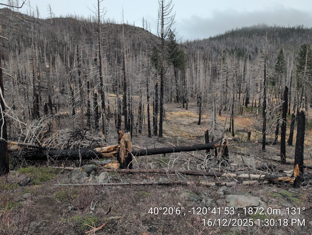 Illegal 70 + Acre Herbicide Application Photos and Evidence for the Lahontan Water Board 214 IMG 20251216 133018