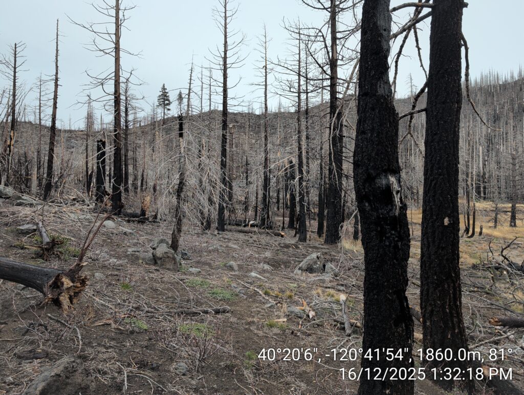 Illegal 70 + Acre Herbicide Application Photos and Evidence for the Lahontan Water Board 216 IMG 20251216 133218