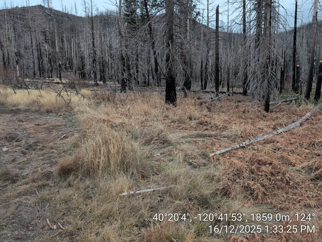Illegal 70 + Acre Herbicide Application Photos and Evidence for the Lahontan Water Board 219 IMG 20251216 133325