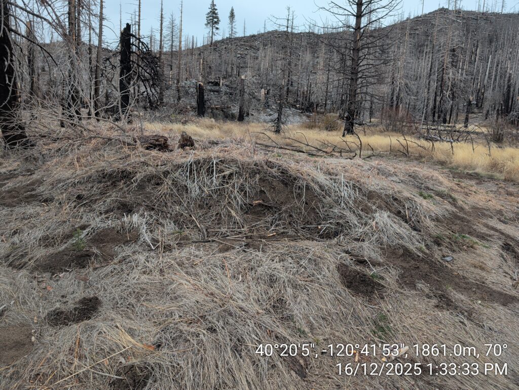 Illegal 70 + Acre Herbicide Application Photos and Evidence for the Lahontan Water Board 221 IMG 20251216 133333 1