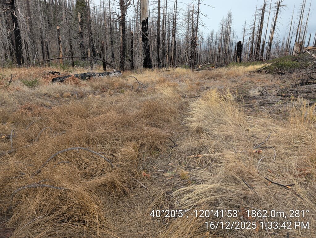 Illegal 70 + Acre Herbicide Application Photos and Evidence for the Lahontan Water Board 222 IMG 20251216 133342