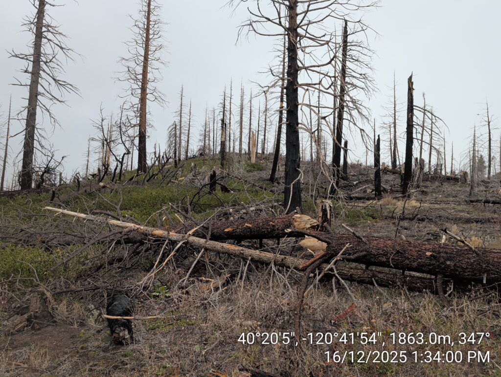 Illegal 70 + Acre Herbicide Application Photos and Evidence for the Lahontan Water Board 223 IMG 20251216 133400