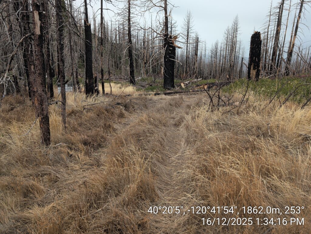 Illegal 70 + Acre Herbicide Application Photos and Evidence for the Lahontan Water Board 224 IMG 20251216 133416