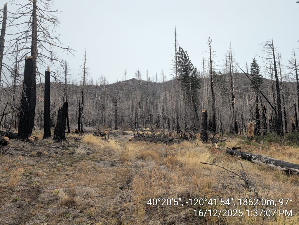 Illegal 70 + Acre Herbicide Application Photos and Evidence for the Lahontan Water Board 225 IMG 20251216 133707
