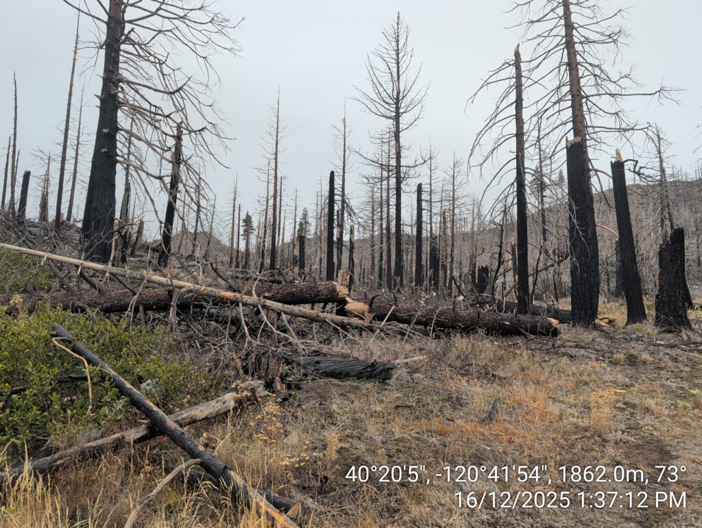 Illegal 70 + Acre Herbicide Application Photos and Evidence for the Lahontan Water Board 226 IMG 20251216 133712