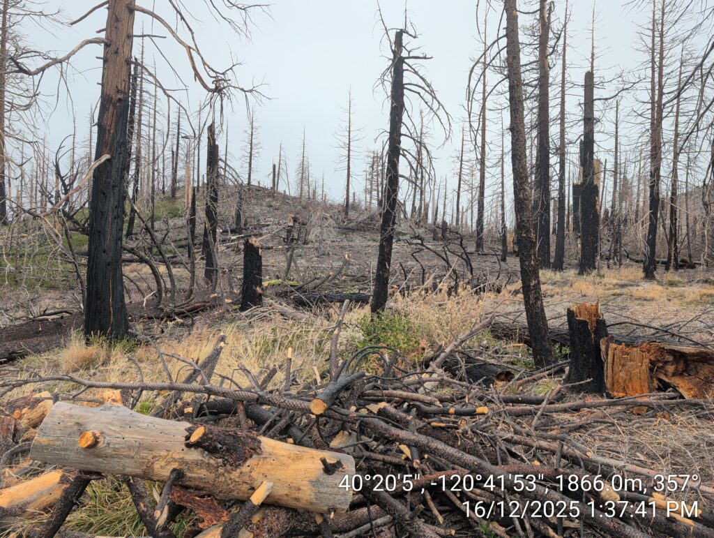 Illegal 70 + Acre Herbicide Application Photos and Evidence for the Lahontan Water Board 227 IMG 20251216 133741