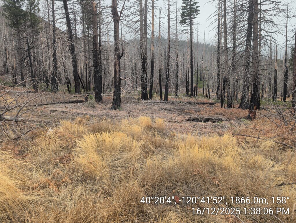 Illegal 70 + Acre Herbicide Application Photos and Evidence for the Lahontan Water Board 228 IMG 20251216 133806