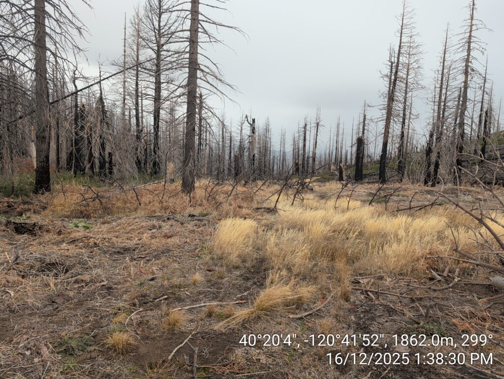 Illegal 70 + Acre Herbicide Application Photos and Evidence for the Lahontan Water Board 231 IMG 20251216 133830