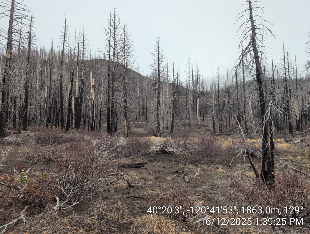 Illegal 70 + Acre Herbicide Application Photos and Evidence for the Lahontan Water Board 232 IMG 20251216 133925 1