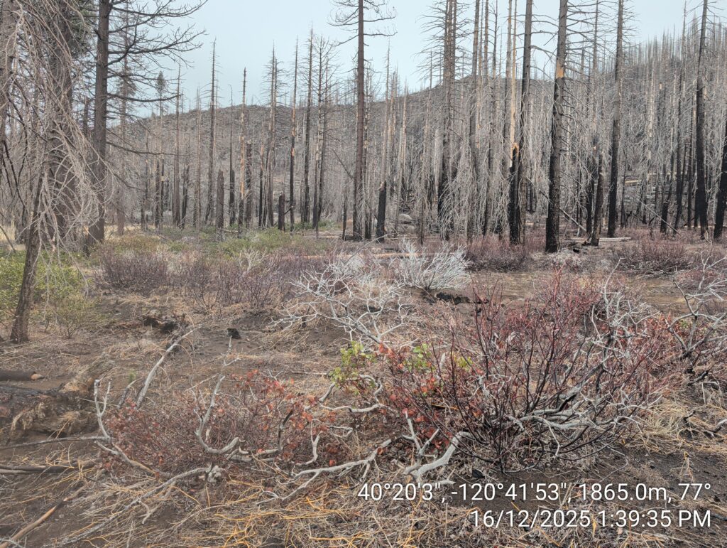 Illegal 70 + Acre Herbicide Application Photos and Evidence for the Lahontan Water Board 234 IMG 20251216 133935