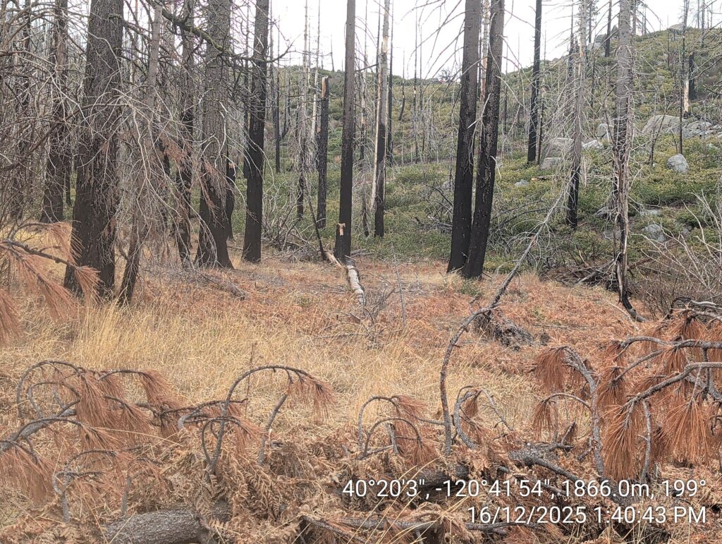 Illegal 70 + Acre Herbicide Application Photos and Evidence for the Lahontan Water Board 237 IMG 20251216 134043