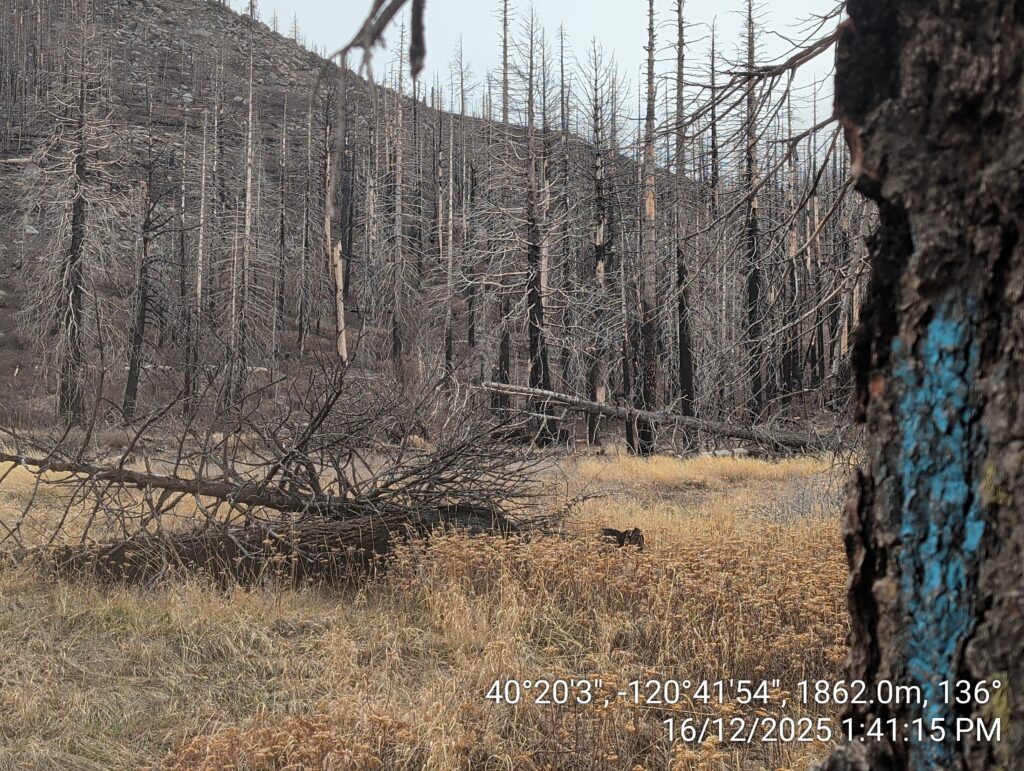 Illegal 70 + Acre Herbicide Application Photos and Evidence for the Lahontan Water Board 240 IMG 20251216 134115