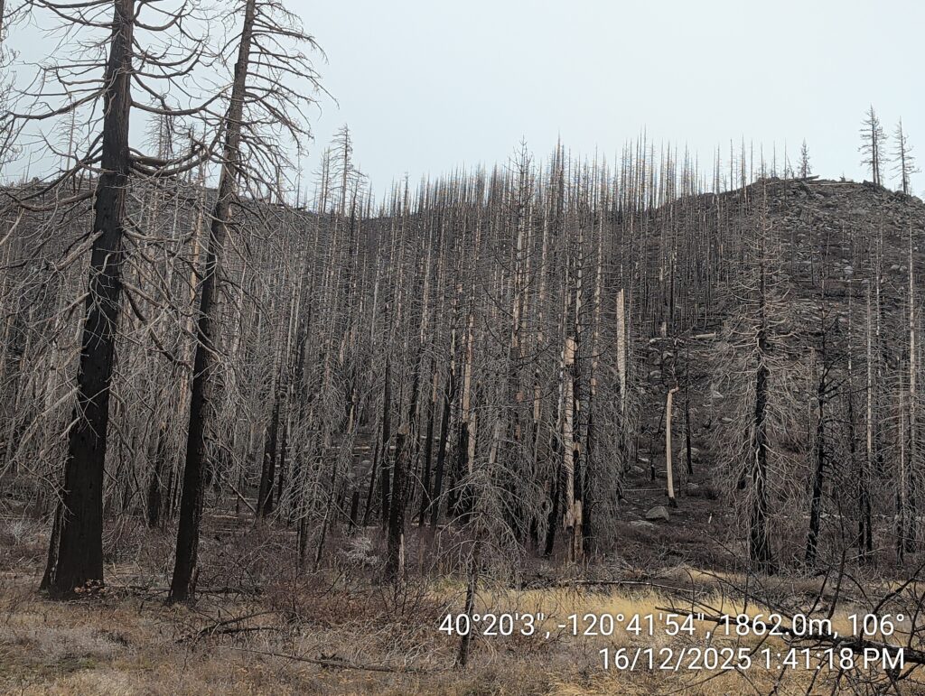 Illegal 70 + Acre Herbicide Application Photos and Evidence for the Lahontan Water Board 241 IMG 20251216 134118