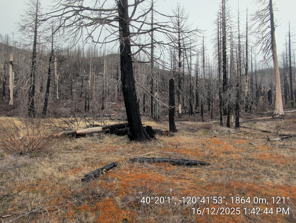 Illegal 70 + Acre Herbicide Application Photos and Evidence for the Lahontan Water Board 247 IMG 20251216 134244