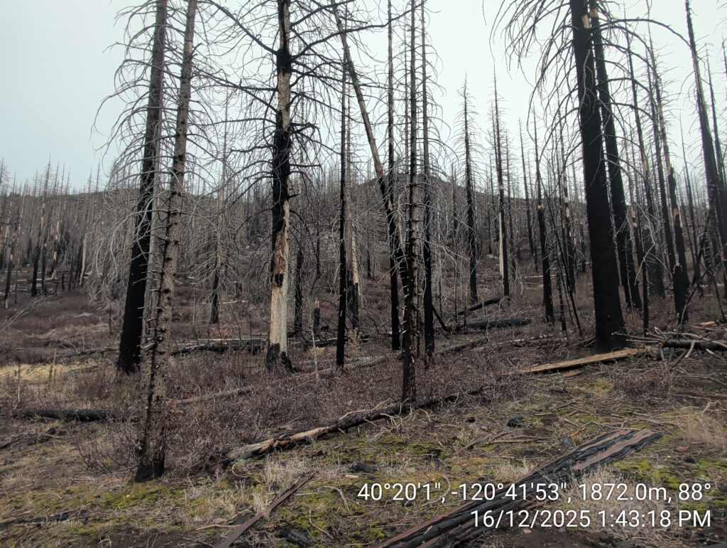 Illegal 70 + Acre Herbicide Application Photos and Evidence for the Lahontan Water Board 250 IMG 20251216 134318