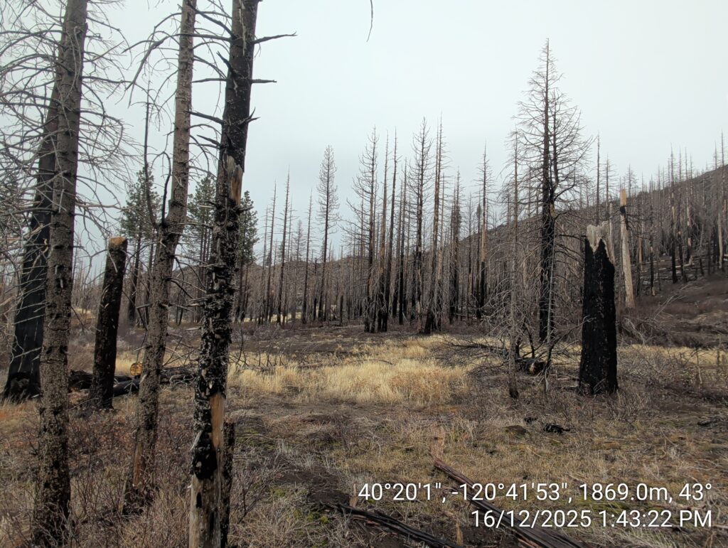 Illegal 70 + Acre Herbicide Application Photos and Evidence for the Lahontan Water Board 252 IMG 20251216 134322